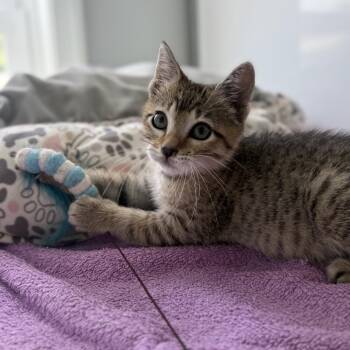 Milkshake -  Domestic Short Hair Cat for Adoption in Ridgely, Maryland - Milkshake | PetCurious