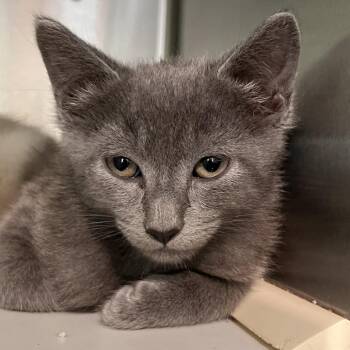 Crawfish -  Domestic Short Hair Cat for Adoption in Washburn, Missouri - Crawfish | PetCurious