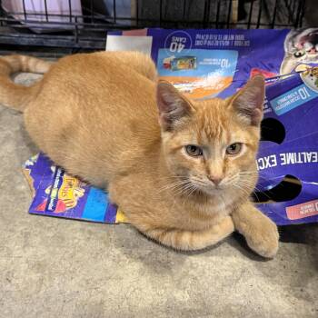 Jeremy -  Domestic Short Hair Cat for Adoption in Stockholm, Wisconsin - Jeremy | PetCurious
