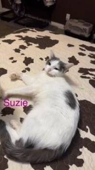 Suzie -  Domestic Short Hair Cat for Adoption in Evansville, Indiana - Suzie | PetCurious