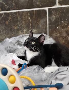 Oreo -  Domestic Short Hair Cat for Adoption in North Babylon, New York - Oreo | PetCurious
