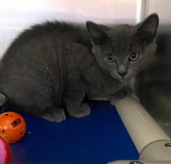 Quincy - At shelter -  Domestic Short Hair Cat for Adoption in Rustburg, Virginia - Quincy - At Shelter | PetCurious