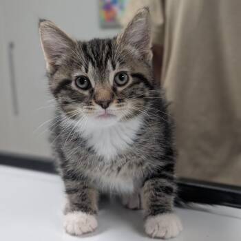 Cinnamon -  Domestic Short Hair Cat for Adoption in Canton, Illinois - Cinnamon | PetCurious