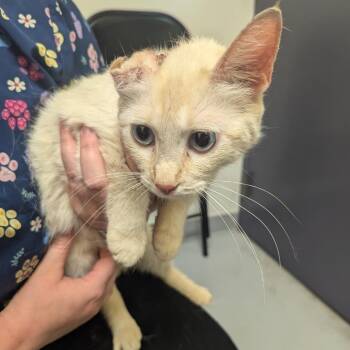 Wubble Bubble -  Domestic Short Hair Cat for Adoption in Charlottesville, Virginia - Wubble Bubble | PetCurious