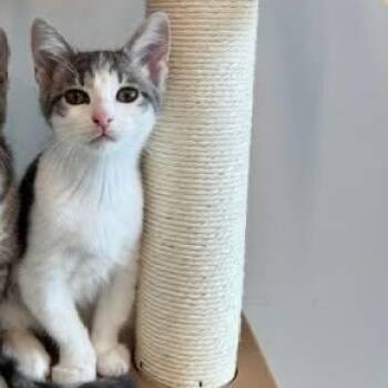 Green Zebra -  Domestic Short Hair Cat for Adoption in Evanston, Illinois - Green Zebra | PetCurious