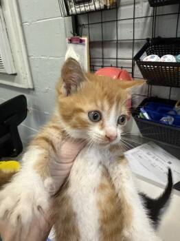 Pierogi -  Domestic Short Hair Cat for Adoption in Mobile, Alabama - Pierogi | PetCurious