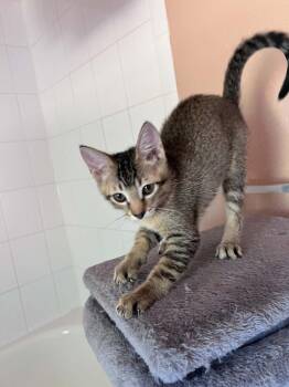 Robbie 2 -  Domestic Short Hair Cat for Adoption in Tucson, Arizona - Robbie 2 | PetCurious