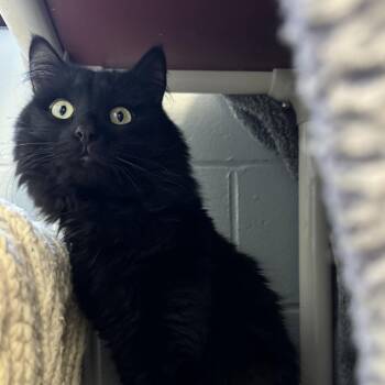 Domestic Short Hair Cats Available for Adoption in Walker, Michigan - Ruedy-Foster | PetCurious