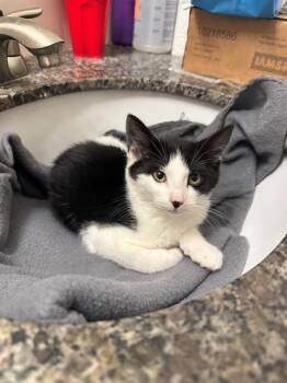 SNAP -  Domestic Short Hair Cat for Adoption in Kent, Washington - SNAP | PetCurious