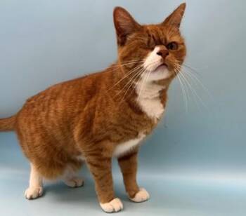 Pensive -  Domestic Short Hair Cat for Adoption in Woodbury, Minnesota - Pensive | PetCurious