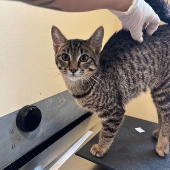Burrito -  Domestic Short Hair Cat for Adoption in Pasadena, California - Burrito | PetCurious