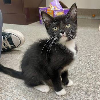 Socks -  Domestic Short Hair Cat for Adoption in Pocatello, Idaho - Socks | PetCurious
