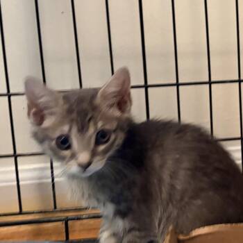 River -  Domestic Short Hair Cat for Adoption in Germantown, Maryland - River | PetCurious