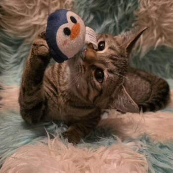 Selene -  Domestic Short Hair Cat for Adoption in Glenfield, New York - Selene | PetCurious