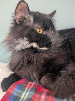 Domestic Long Hair Cats Available for Adoption in Montreal, Quebec - Philibert | PetCurious