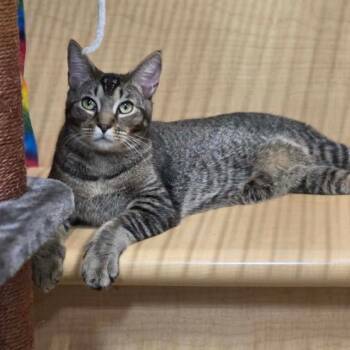 Domestic Short Hair Cats Available for Adoption in Boston, Massachusetts - Dunkin | PetCurious
