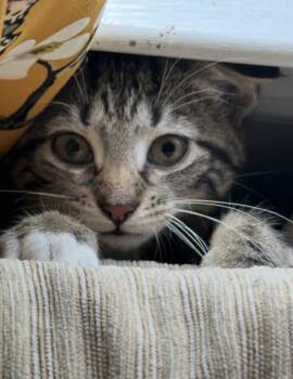 Acme Corporation: Dina Mite -  Domestic Short Hair and Exotic Shorthair Cat for Adoption - Acme Corporation: Dina Mite | PetCurious