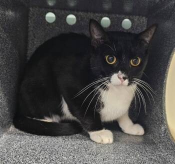 Casper -  Domestic Short Hair Cat for Adoption in Athens, Tennessee - Casper | PetCurious
