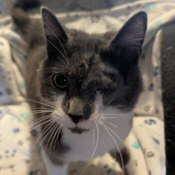 Muffin Man -  Russian Blue and Domestic Short Hair Cat for Adoption in Carmel, Indiana - Muffin Man | PetCurious