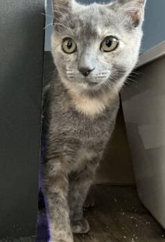 Sophia -  Dilute Tortoiseshell Cat for Adoption in Woodinville, Washington - Sophia | PetCurious
