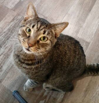 Rescue Domestic Short Hair Cats for Adoption in Pittsburgh, Pennsylvania - Pickles | PetCurious