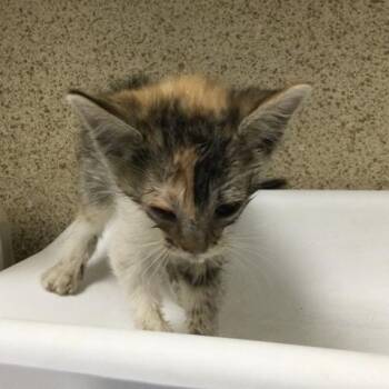 BRIDGET -  Domestic Short Hair Cat for Adoption in Riverside, California - BRIDGET | PetCurious