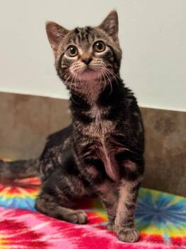 Iowa -  Domestic Short Hair Cat for Adoption in Columbus, Nebraska - Iowa | PetCurious