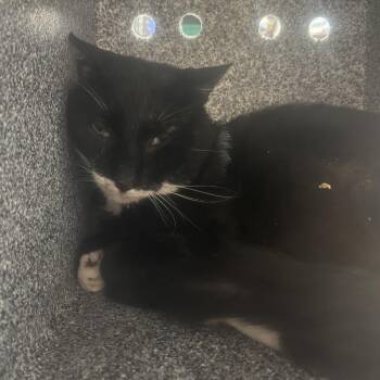 Waffle -  Domestic Short Hair Cat for Adoption in Pauls Valley, Oklahoma - Waffle | PetCurious
