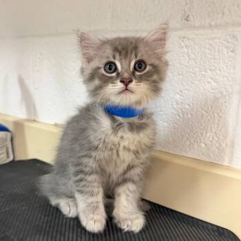 Ziggy -  Domestic Short Hair Cat for Adoption in Ardmore, Oklahoma - Ziggy | PetCurious