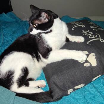 Sammie -  American Shorthair Cat Available for Adoption in Houston, Texas - Sammie | PetCurious