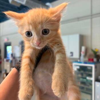 Danielle -  Domestic Short Hair Cat for Adoption in Huntington, West Virginia - Danielle | PetCurious