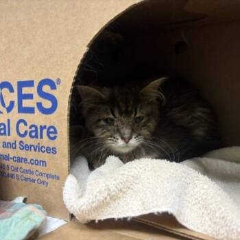 Amara -  Domestic Medium Hair Cat for Adoption - Amara | PetCurious