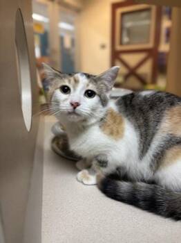 Domestic Short Hair Cats Available for Adoption - 90491a Hoppers | PetCurious