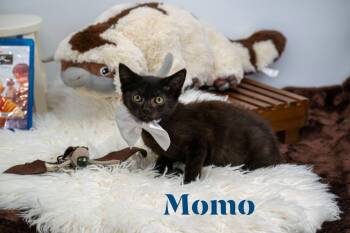Momo -  Domestic Short Hair Cat for Adoption in Sevierville, Tennessee - Momo | PetCurious