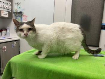 Lava Drop -  Domestic Short Hair Cat for Adoption in Kansas City, Missouri - Lava Drop | PetCurious