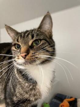 Rescue Domestic Short Hair Cats for Adoption in Hayward, Wisconsin - Cleo | PetCurious
