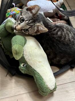 Ollie -  Domestic Short Hair Cat for Adoption in Warrington, Pennsylvania - Ollie | PetCurious