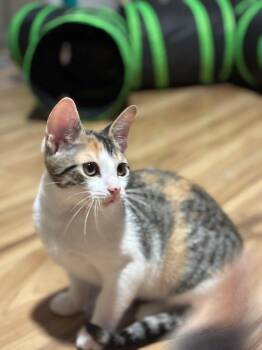 Mischief -  Calico Cat for Adoption in Sandy Springs, Georgia - Mischief | PetCurious