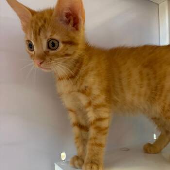 Domestic Short Hair Cats Available for Adoption in Sarasota, Florida - Cous Cous | PetCurious