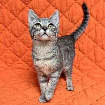 Tater Tot -  Domestic Short Hair Cat for Adoption in Waterloo, Iowa - Tater Tot | PetCurious