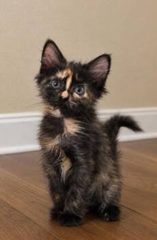 Glyph -Preadoption ONLY -  Domestic Medium Hair Cat for Adoption in Chilliwack, British Columbia - Glyph -Preadoption ONLY | PetCurious
