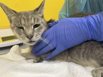 Mirage -  Domestic Short Hair Cat for Adoption in Raleigh, North Carolina - Mirage | PetCurious