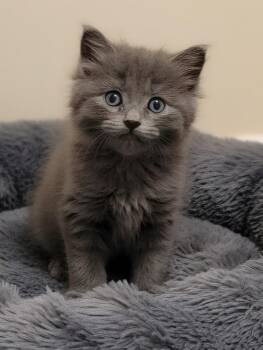 Domestic Medium Hair Cats Available for Adoption in Cottonwood, Arizona - Meg | PetCurious