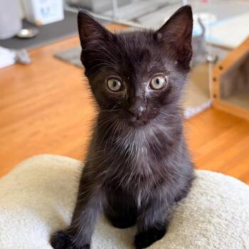 Eilean -  American Shorthair Cat for Adoption in Franklin, Tennessee - Eilean | PetCurious