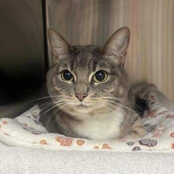Maggie -  Domestic Medium Hair Cat for Adoption in Pasadena, California - Maggie | PetCurious