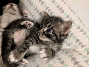 Cassiopeia -  Domestic Medium Hair Cat for Adoption in Herndon, Virginia - Cassiopeia | PetCurious