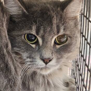 Rescue Domestic Medium Hair Cats for Adoption in Des Moines, Iowa - Cranberry | PetCurious