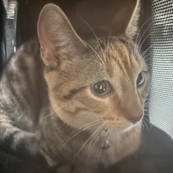Domestic Short Hair Cats Available for Adoption in Philadelphia, Pennsylvania - Nougat | PetCurious