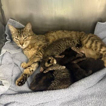 Lorelai Gilmore -  Domestic Short Hair Cat for Adoption in Austin, Texas - Lorelai Gilmore | PetCurious