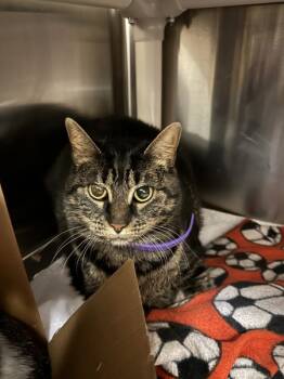 Rescue Domestic Short Hair Cats for Adoption in Duluth, Minnesota - Wheezy | PetCurious